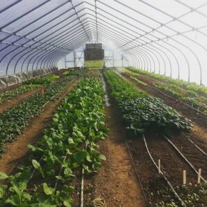 Winter Hoop House Harvest Schedule Image